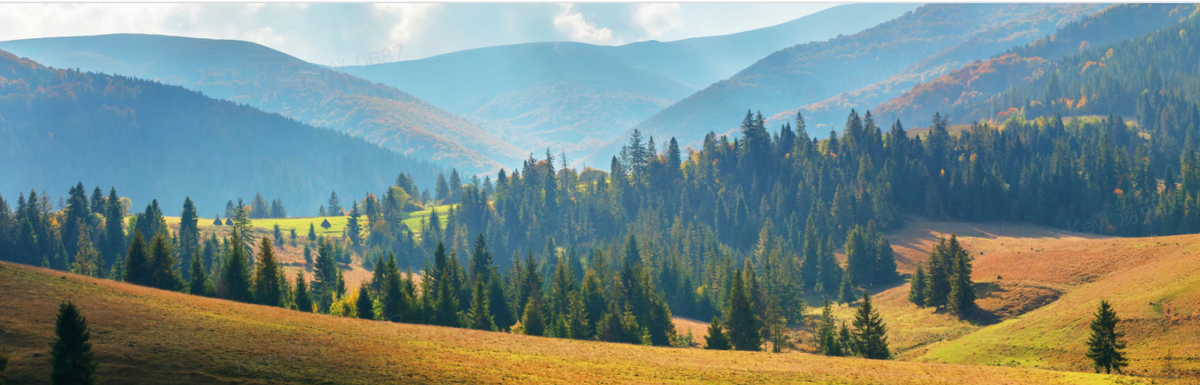 Guide mondial des gazons : Les meilleurs types selon votre climat