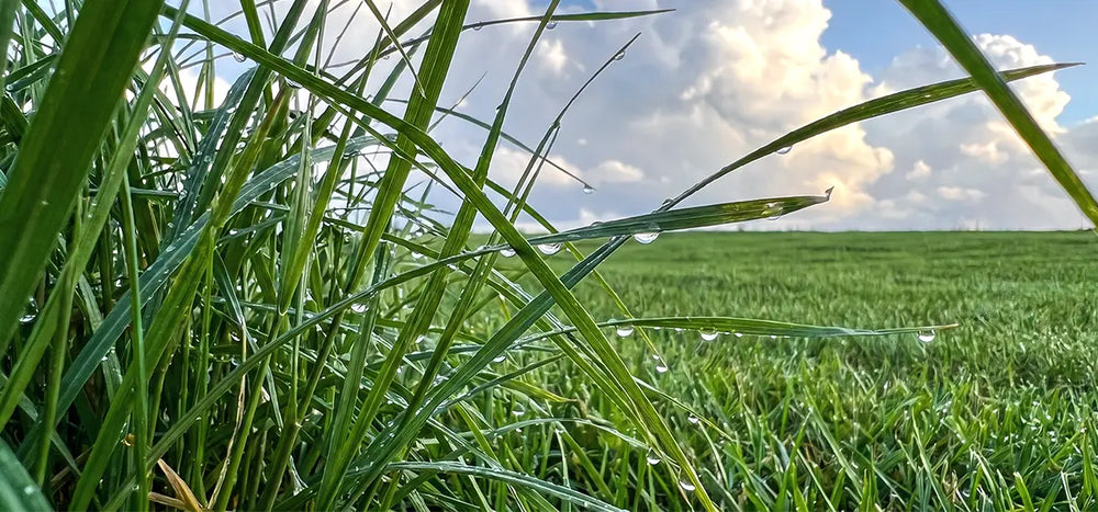 Herbe humide